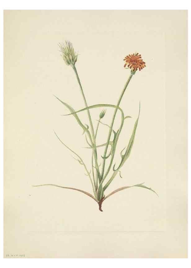 Reproducción/Reproduction 46916628611: North American wild flowers. Washington, D.C. :Smithsonian Institution,1925.. 