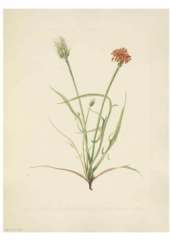 Reproducción/Reproduction 46916628611: North American wild flowers. Washington, D.C. :Smithsonian Institution,1925.. 