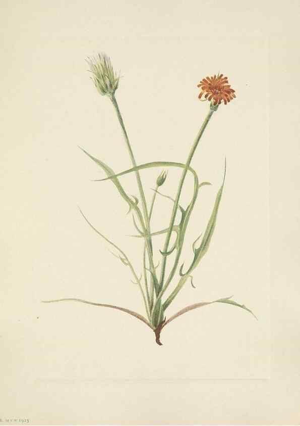 Reproducción/Reproduction 46916628611: North American wild flowers. Washington, D.C. :Smithsonian Institution,1925.. 