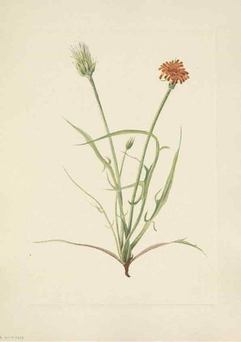 Reproducción/Reproduction 46916628611: North American wild flowers. Washington, D.C. :Smithsonian Institution,1925.. 