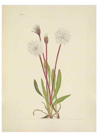 Reproducción/Reproduction 39951842123: North American wild flowers. Washington, D.C. :Smithsonian Institution,1925.. 
