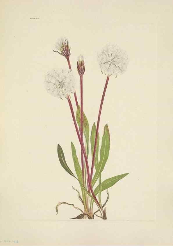 Reproducción/Reproduction 39951842123: North American wild flowers. Washington, D.C. :Smithsonian Institution,1925.. 