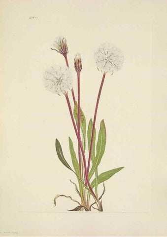 Reproducción/Reproduction 39951842123: North American wild flowers. Washington, D.C. :Smithsonian Institution,1925.. 