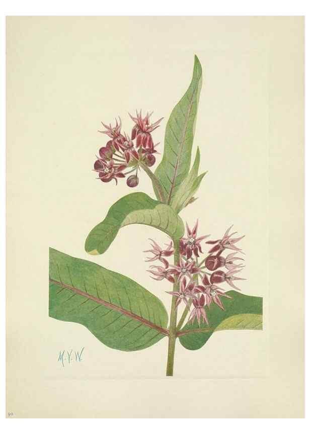 Reproducción/Reproduction 46002280625: North American wild flowers. Washington, D.C. :Smithsonian Institution,1925.. 