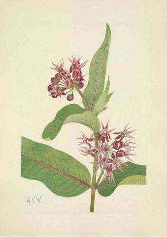 Reproducción/Reproduction 46002280625: North American wild flowers. Washington, D.C. :Smithsonian Institution,1925.. 
