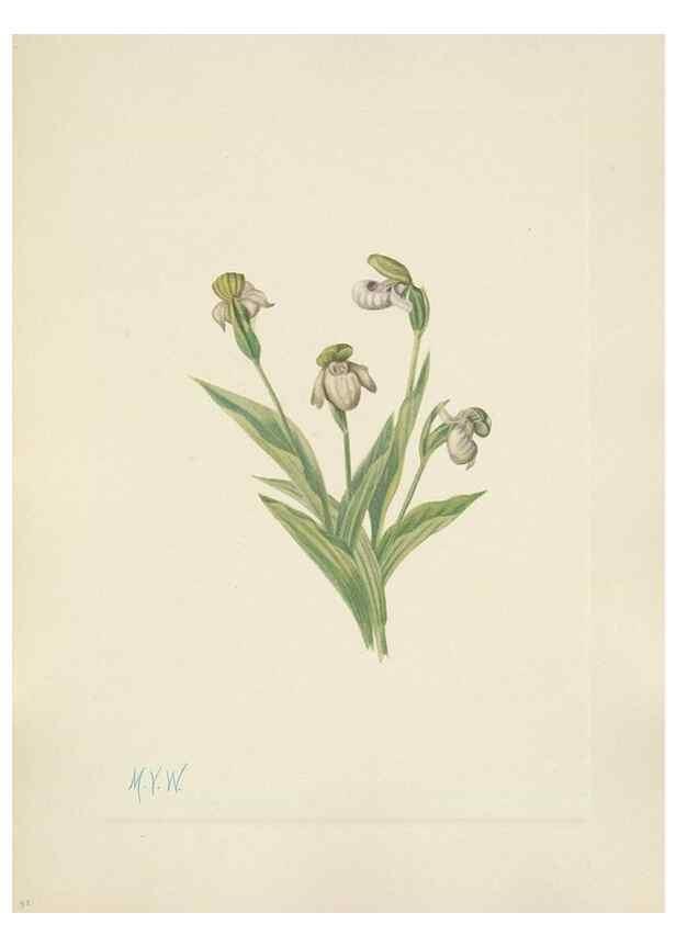 Reproducción/Reproduction 46191774224: North American wild flowers. Washington, D.C. :Smithsonian Institution,1925.. 