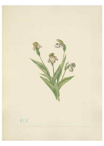 Reproducción/Reproduction 46191774224: North American wild flowers. Washington, D.C. :Smithsonian Institution,1925.. 