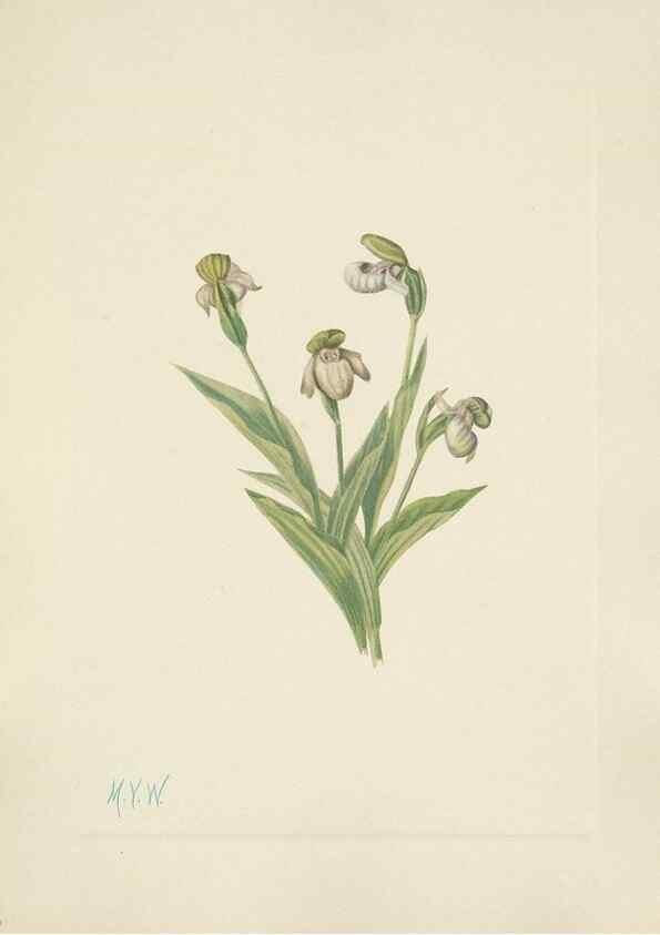 Reproducción/Reproduction 46191774224: North American wild flowers. Washington, D.C. :Smithsonian Institution,1925.. 