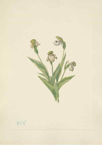 Reproducción/Reproduction 46191774224: North American wild flowers. Washington, D.C. :Smithsonian Institution,1925.. 