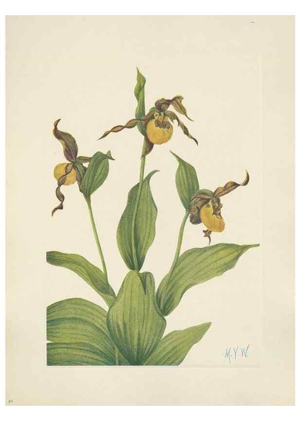 Reproducción/Reproduction 46916632111: North American wild flowers. Washington, D.C. :Smithsonian Institution,1925.. 
