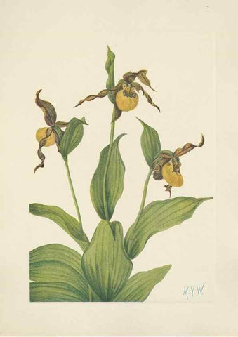 Reproducción/Reproduction 46916632111: North American wild flowers. Washington, D.C. :Smithsonian Institution,1925.. 
