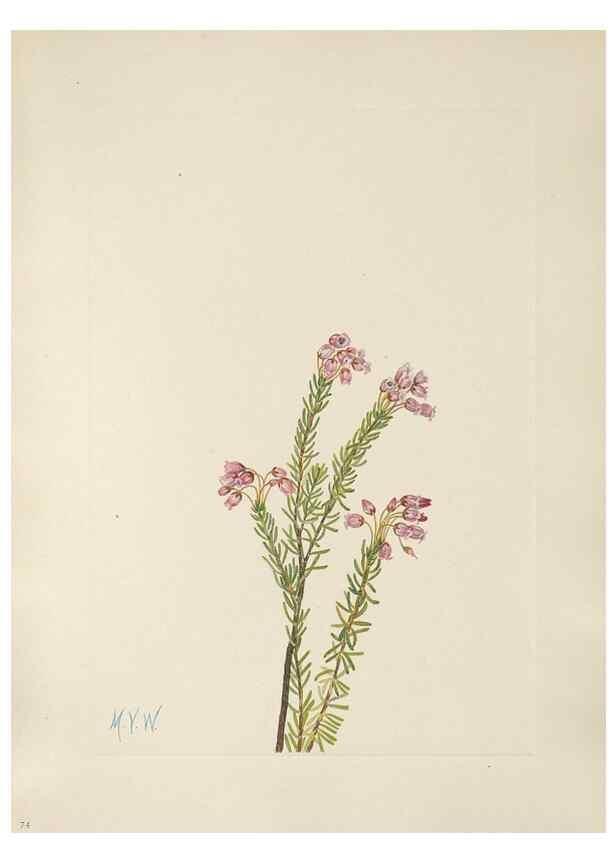 Reproducción/Reproduction 39951667693: North American wild flowers. Washington, D.C. :Smithsonian Institution,1925.. 