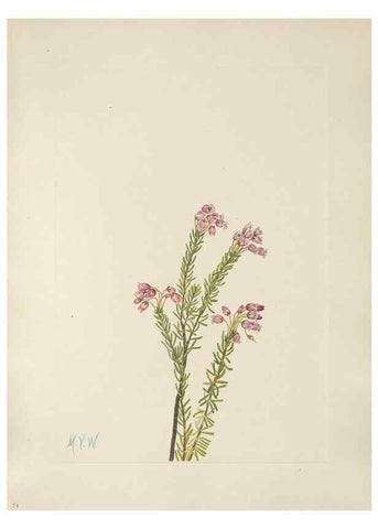 Reproducción/Reproduction 39951667693: North American wild flowers. Washington, D.C. :Smithsonian Institution,1925.. 