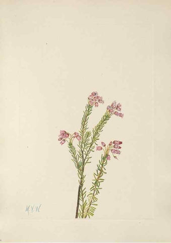 Reproducción/Reproduction 39951667693: North American wild flowers. Washington, D.C. :Smithsonian Institution,1925.. 