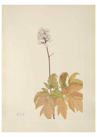 Reproducción/Reproduction 46916465351: North American wild flowers. Washington, D.C. :Smithsonian Institution,1925.. 