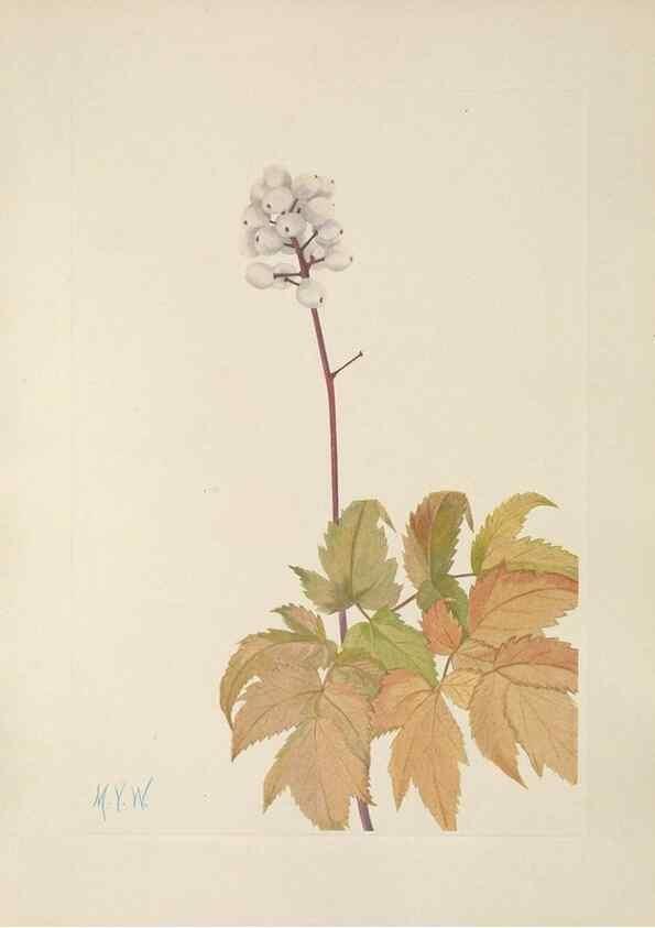 Reproducción/Reproduction 46916465351: North American wild flowers. Washington, D.C. :Smithsonian Institution,1925.. 
