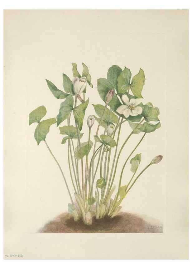 Reproducción/Reproduction 46864413382: North American wild flowers. Washington, D.C. :Smithsonian Institution,1925.. 