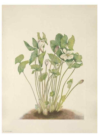 Reproducción/Reproduction 46864413382: North American wild flowers. Washington, D.C. :Smithsonian Institution,1925.. 