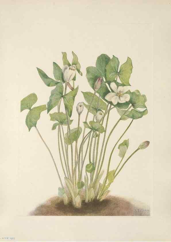 Reproducción/Reproduction 46864413382: North American wild flowers. Washington, D.C. :Smithsonian Institution,1925.. 
