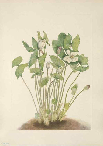 Reproducción/Reproduction 46864413382: North American wild flowers. Washington, D.C. :Smithsonian Institution,1925.. 