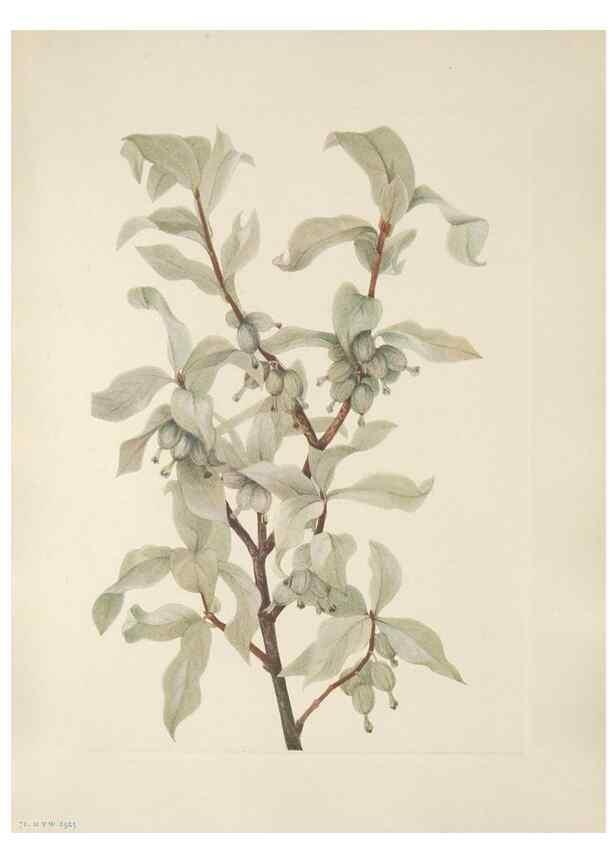 Reproducción/Reproduction 46191594394: North American wild flowers. Washington, D.C. :Smithsonian Institution,1925.. 