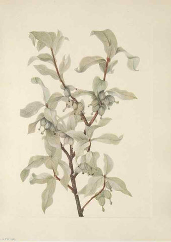 Reproducción/Reproduction 46191594394: North American wild flowers. Washington, D.C. :Smithsonian Institution,1925.. 