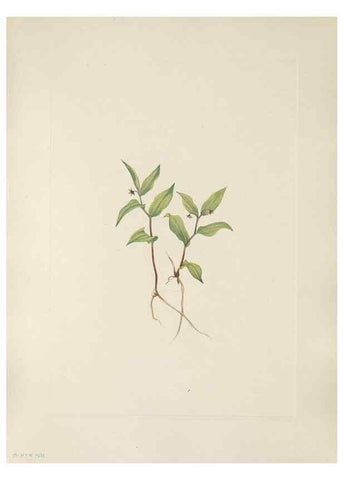 Reproducción/Reproduction 46916459331: North American wild flowers. Washington, D.C. :Smithsonian Institution,1925.. 