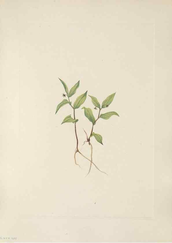 Reproducción/Reproduction 46916459331: North American wild flowers. Washington, D.C. :Smithsonian Institution,1925.. 
