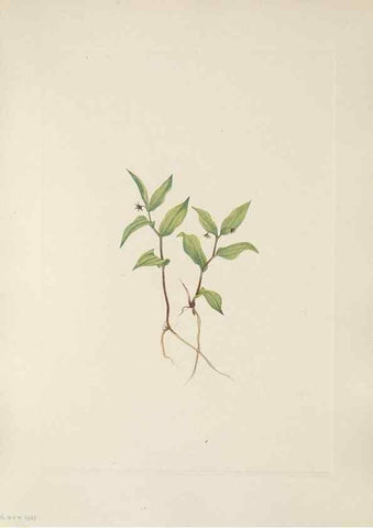 Reproducción/Reproduction 46916459331: North American wild flowers. Washington, D.C. :Smithsonian Institution,1925.. 