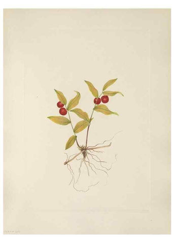 Reproducción/Reproduction 33041110338: North American wild flowers. Washington, D.C. :Smithsonian Institution,1925.. 