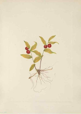 Reproducción/Reproduction 33041110338: North American wild flowers. Washington, D.C. :Smithsonian Institution,1925.. 
