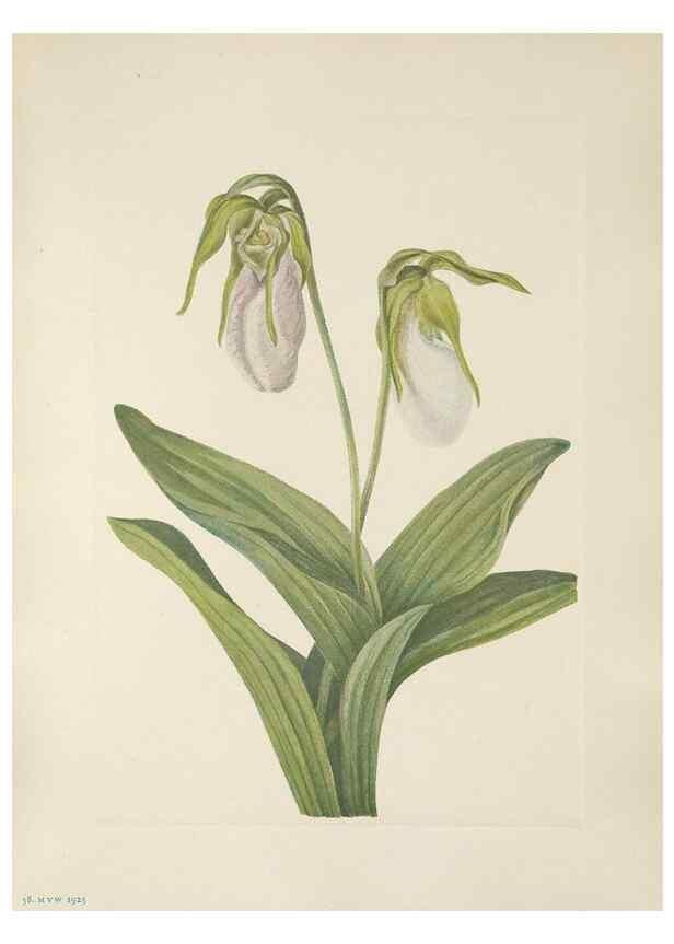 Reproducción/Reproduction 33041112218: North American wild flowers. Washington, D.C. :Smithsonian Institution,1925.. 