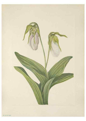Reproducción/Reproduction 33041112218: North American wild flowers. Washington, D.C. :Smithsonian Institution,1925.. 