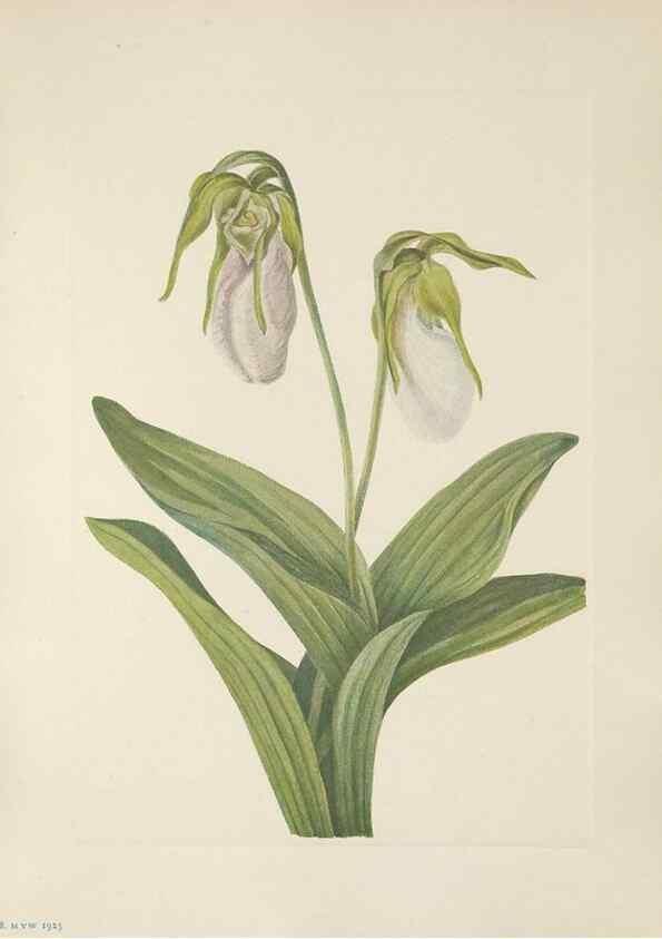 Reproducción/Reproduction 33041112218: North American wild flowers. Washington, D.C. :Smithsonian Institution,1925.. 