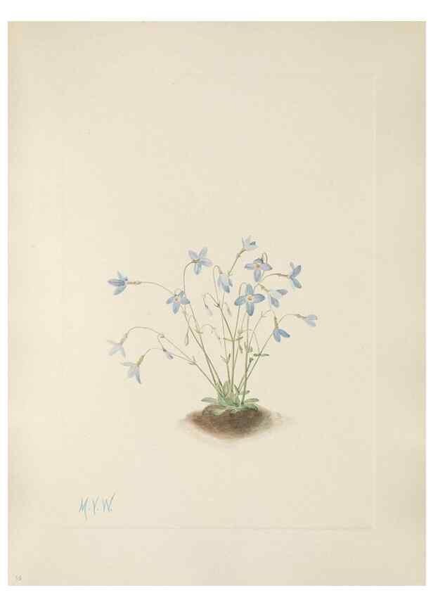 Reproducción/Reproduction 46864406012: North American wild flowers. Washington, D.C. :Smithsonian Institution,1925.. 