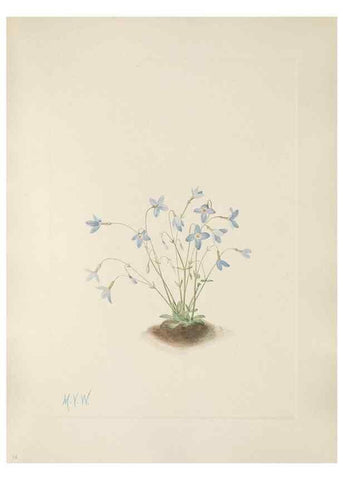 Reproducción/Reproduction 46864406012: North American wild flowers. Washington, D.C. :Smithsonian Institution,1925.. 