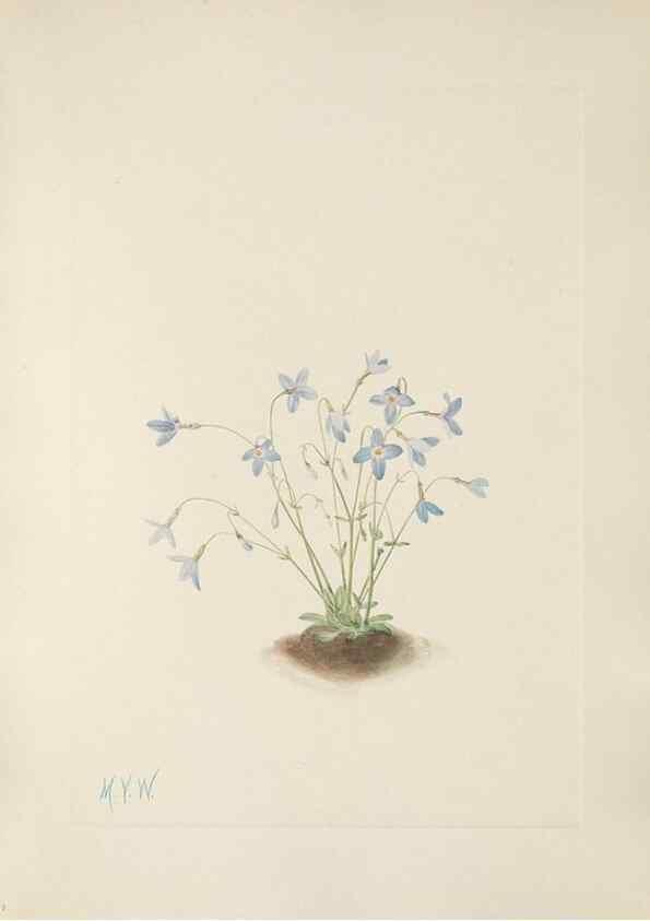 Reproducción/Reproduction 46864406012: North American wild flowers. Washington, D.C. :Smithsonian Institution,1925.. 