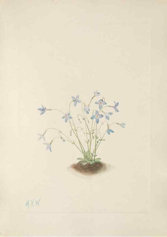 Reproducción/Reproduction 46864406012: North American wild flowers. Washington, D.C. :Smithsonian Institution,1925.. 