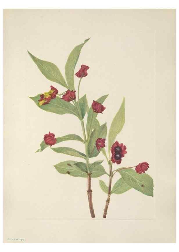 Reproducción/Reproduction 46864406702: North American wild flowers. Washington, D.C. :Smithsonian Institution,1925.. 