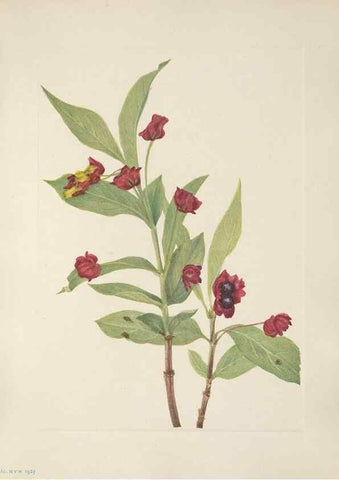 Reproducción/Reproduction 46864406702: North American wild flowers. Washington, D.C. :Smithsonian Institution,1925.. 