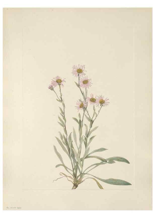 Reproducción/Reproduction 46864407442: North American wild flowers. Washington, D.C. :Smithsonian Institution,1925.. 