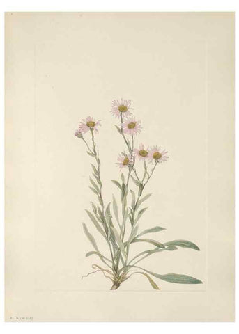 Reproducción/Reproduction 46864407442: North American wild flowers. Washington, D.C. :Smithsonian Institution,1925.. 