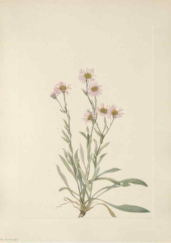 Reproducción/Reproduction 46864407442: North American wild flowers. Washington, D.C. :Smithsonian Institution,1925.. 