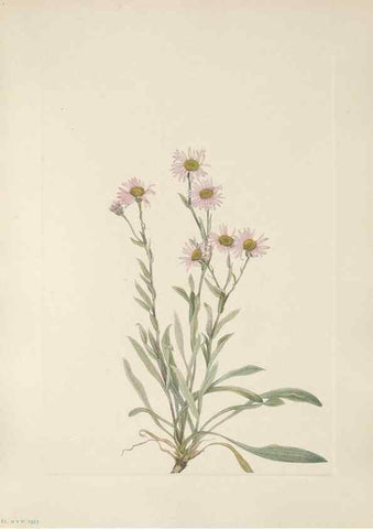 Reproducción/Reproduction 46864407442: North American wild flowers. Washington, D.C. :Smithsonian Institution,1925.. 