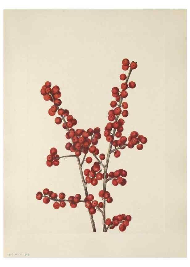 Reproducción/Reproduction 33041107848: North American wild flowers. Washington, D.C. :Smithsonian Institution,1925.. 