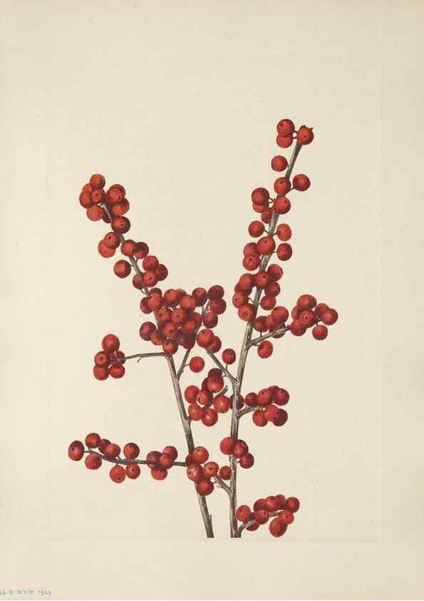 Reproducción/Reproduction 33041107848: North American wild flowers. Washington, D.C. :Smithsonian Institution,1925.. 