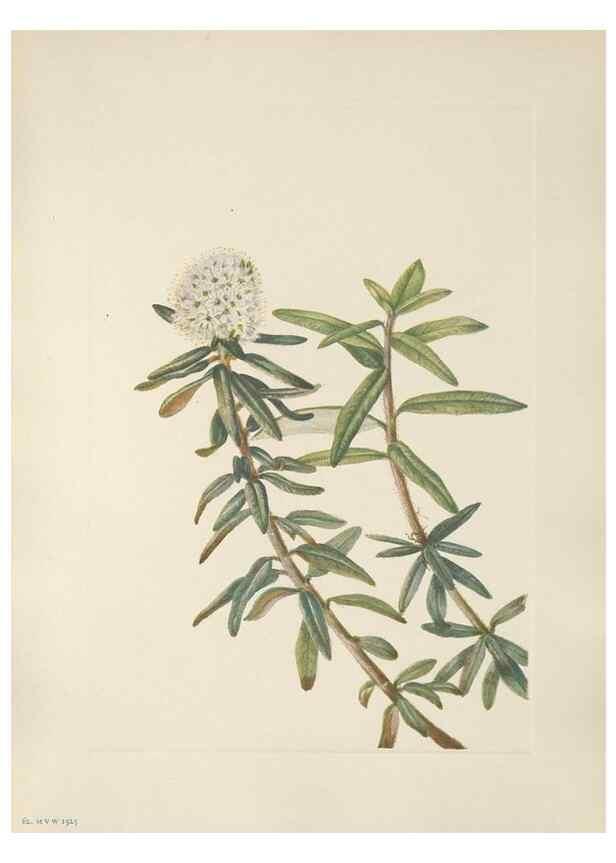 Reproducción/Reproduction 39951659313: North American wild flowers. Washington, D.C. :Smithsonian Institution,1925.. 