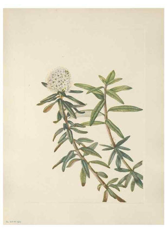 Reproducción/Reproduction 39951659313: North American wild flowers. Washington, D.C. :Smithsonian Institution,1925.. 