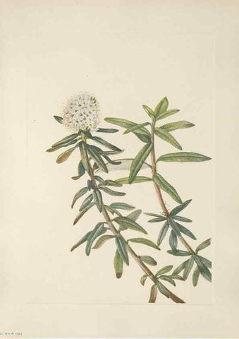 Reproducción/Reproduction 39951659313: North American wild flowers. Washington, D.C. :Smithsonian Institution,1925.. 