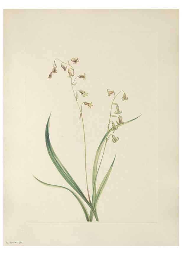 Reproducción/Reproduction 33041115848: North American wild flowers. Washington, D.C. :Smithsonian Institution,1925.. 